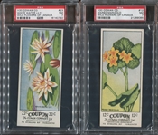 V20 Cowans Wild Flowers Lot of (2) PSA7 NM-Graded Cards