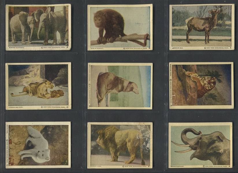 V67 Neilson's Wild Animals Lot of (32) Cards