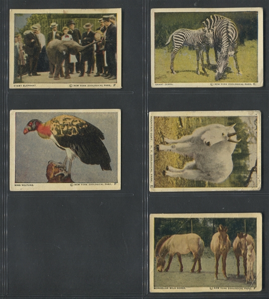 V67 Neilson's Wild Animals Lot of (32) Cards
