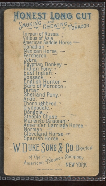 N101 Duke Honest Long Cut Horses Arab
