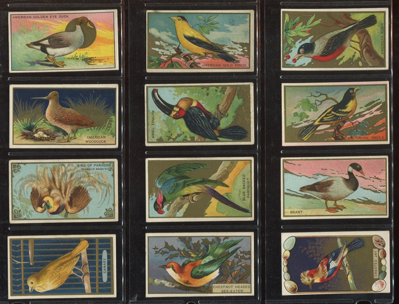 T42 Birds Mixed Back Set of (50) White Border Cards