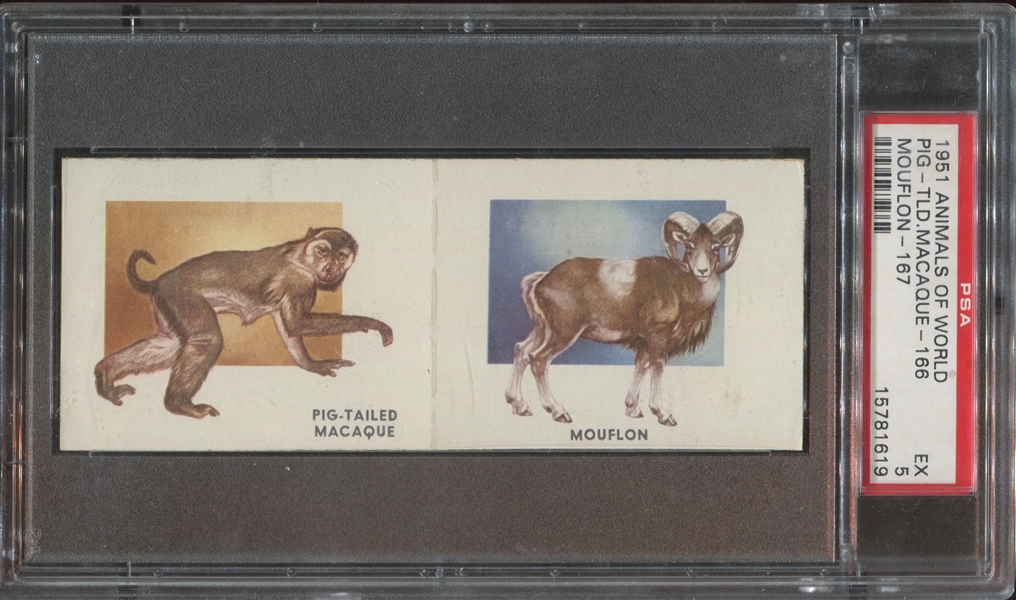 1951 Topps Animals of the World Panel 166-167 PSA5 EX