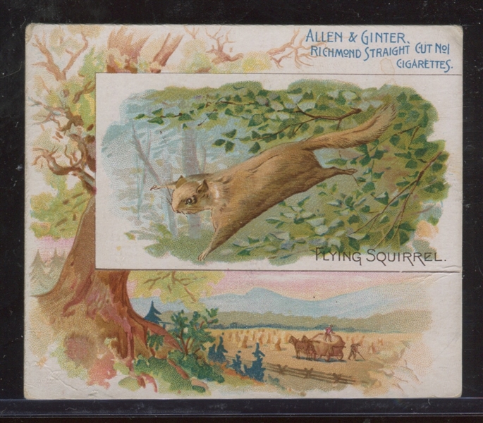 N41 Allen & Ginter Quadrupeds Flying Squirrel Type Card
