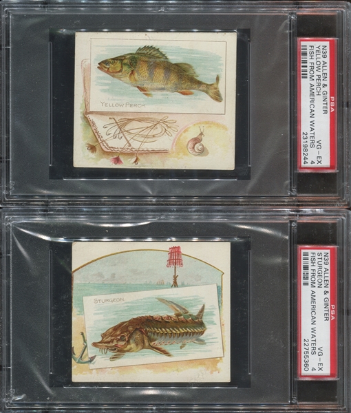 N39 Allen & Ginter Fish From American Waters Lot of (4) PSA4-Graded Cards