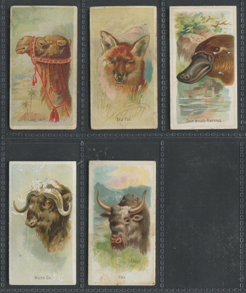 N25 Allen & Ginter Wild Animals of the World Lot of (5) Cards