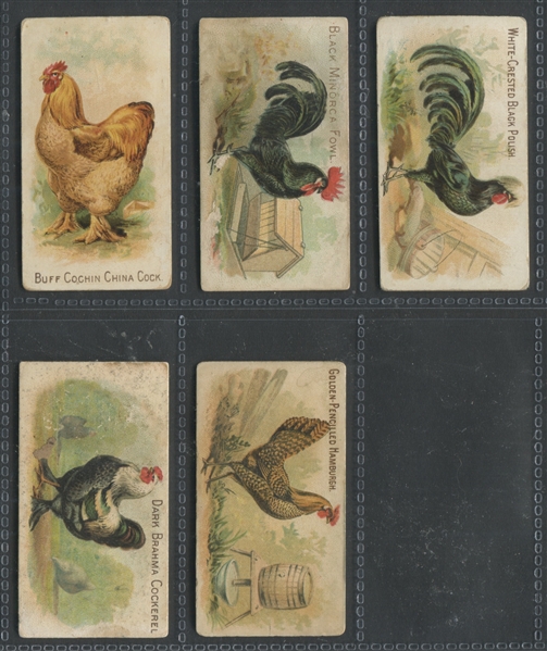 N20 Allen & Ginter Prize and Game Chickens Lot of (5) Cards