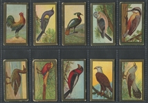 T42 Bird Series "Gold Border" Lot of (50) Cards with Tough Backs