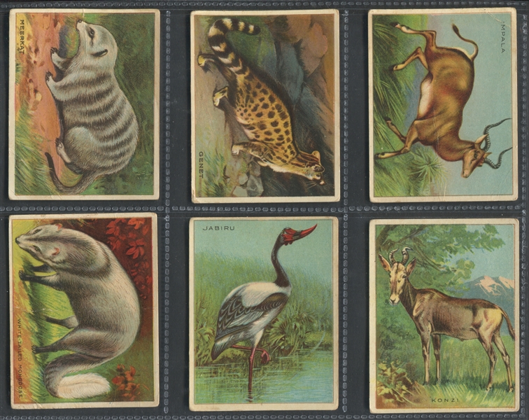 T29 Hassan Cigarettes Animals Lot of (35) Cards