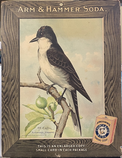 Early 1900's Church & Dwight Arm & Hammer Store Poster - Flycatcher (Kingbird)