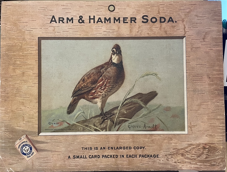 Early 1900's Church & Dwight Arm & Hammer Store Poster - Quail