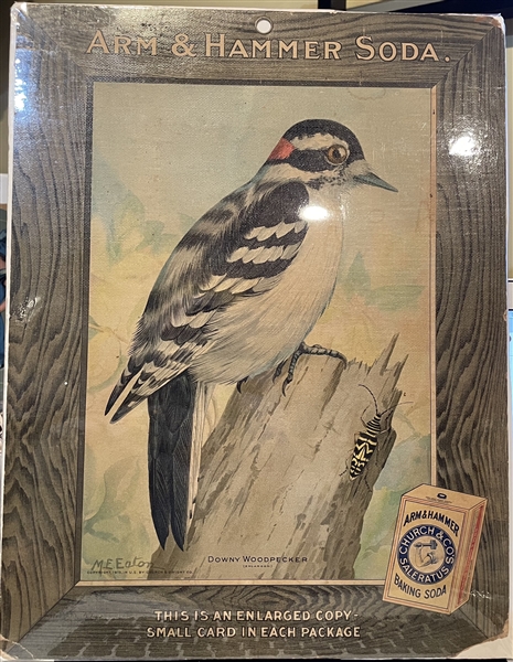 Early 1900's Church & Dwight Arm & Hammer Store Poster - Downy Woodpecker