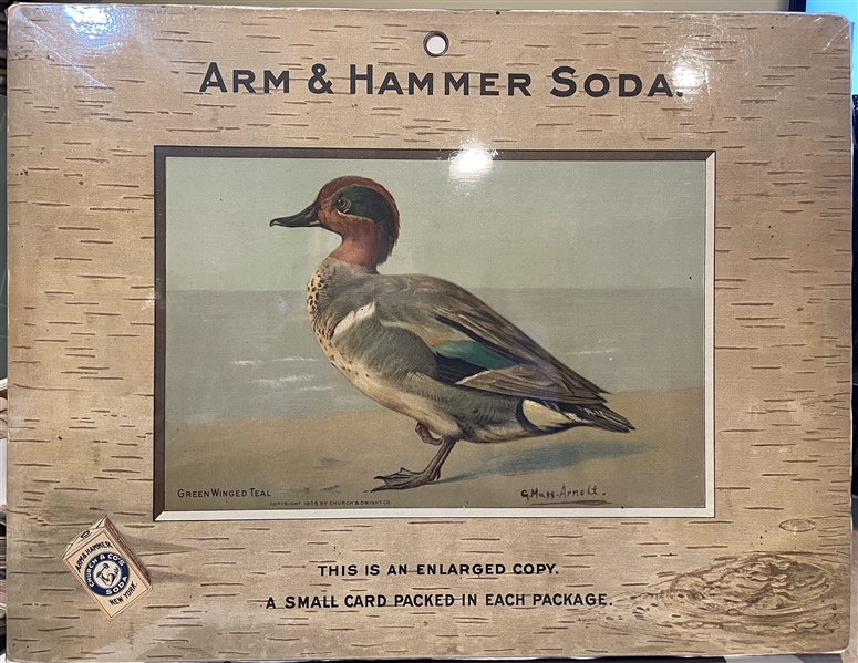 Early 1900's Church & Dwight Arm & Hammer Store Poster - Green Winged Teal