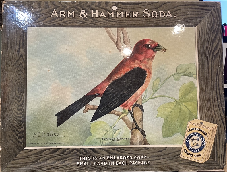 Early 1900's Church & Dwight Arm & Hammer Store Poster - Scarlet Tanager