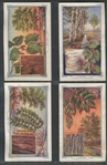 D60 Schulzes Butter-Nut Bread Native American Trees Near Set (38/48) Cards