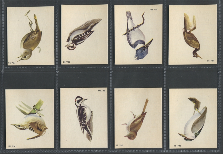 V339-2 Parkhurst Gum Audubon Birds Lot of (37) High Grade Cards