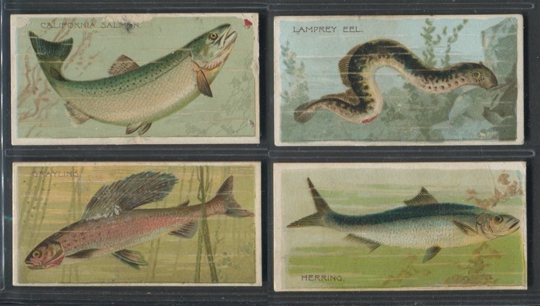 N74 Duke Cigarettes Fishers and Fish Lot of (13) Cards