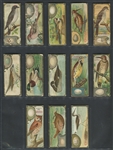 E225 Sen Sen Chiclets Accurate Bird Studies Lot of (13) Cards