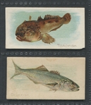 N8 Allen & Ginter Fish From American Waters lot of (5) With T407 ATC Fish