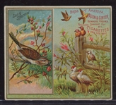 N37 Allen & Ginter Birds of America Lot of (5) Cards