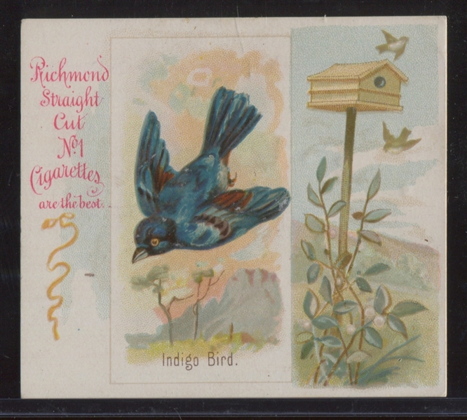 N42 Allen & Ginter Song Birds Lot of (3) Cards