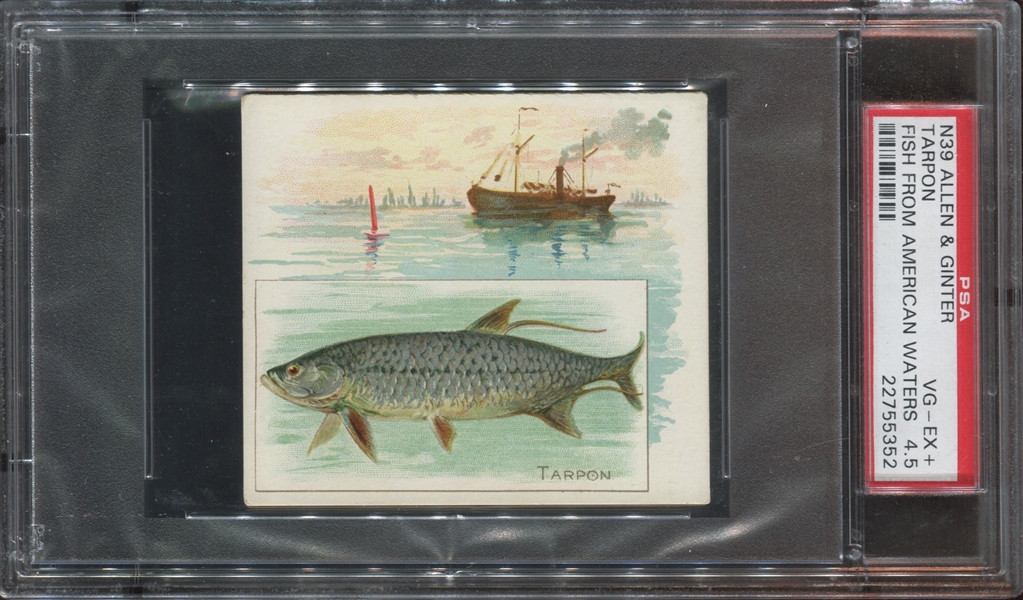 N39 Allen & Ginter Fish from American Waters Tarpon PSA4.5 VG-EX+