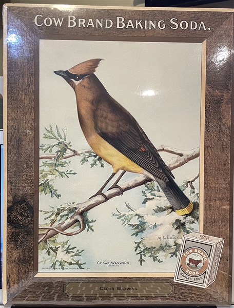 Early 1900's Church & Dwight Arm & Hammer Store Poster - Cedar Waxwing