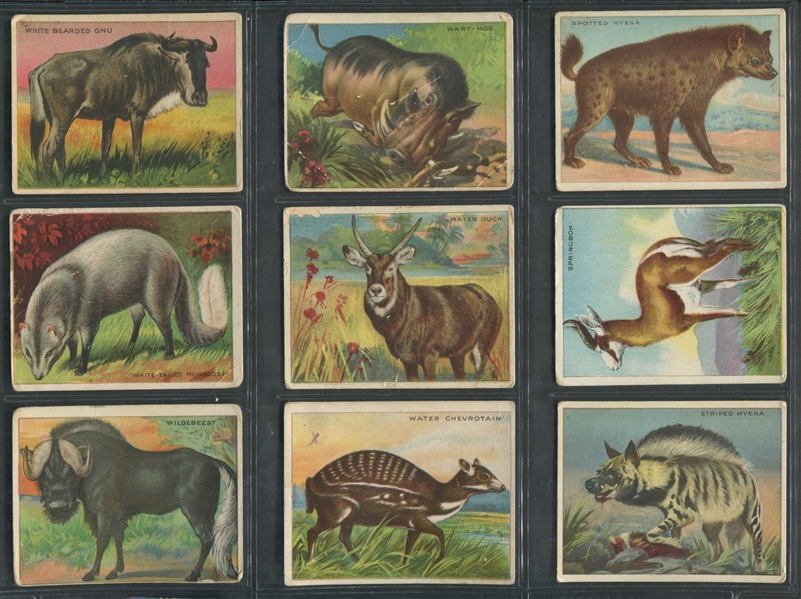 T29 Hassan Cigarettes Animals Lot of (54) Cards