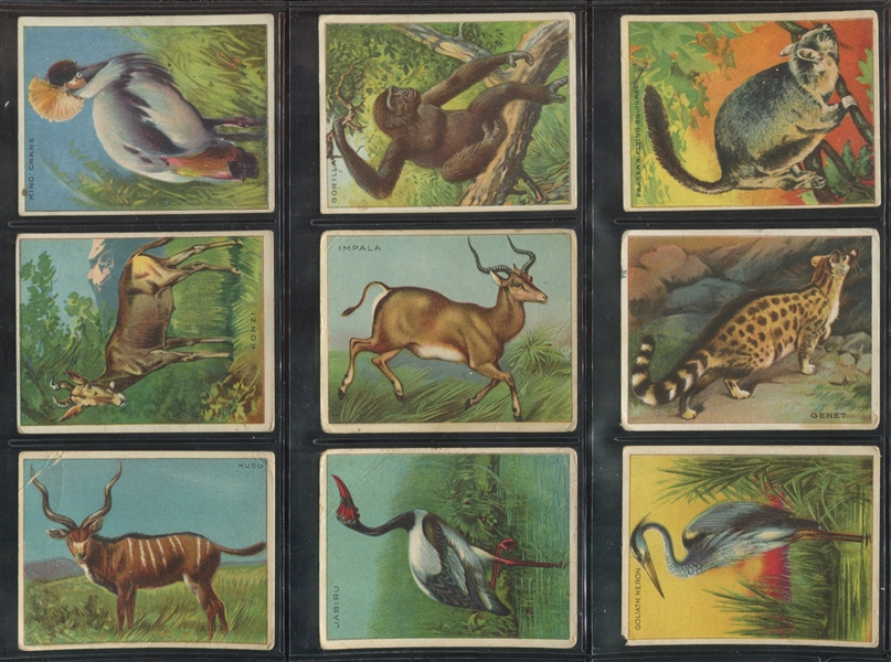 T29 Hassan Cigarettes Animals Lot of (54) Cards