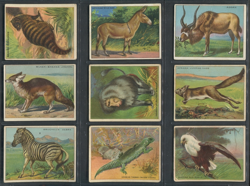 T29 Hassan Cigarettes Animals Lot of (54) Cards