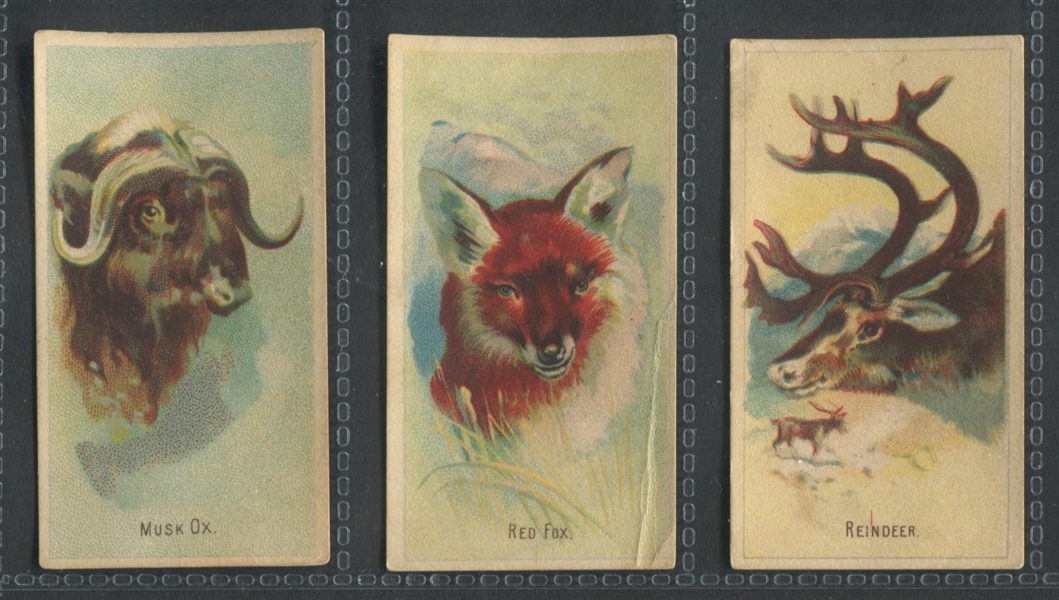 D8 Weber Baking Wild Animals of the World Lot of (11) Cards