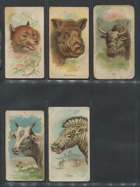 E29 Philadelphia Confections Zoo Caramels (Like A&G Wild Animals) Complete Set of (50) Cards