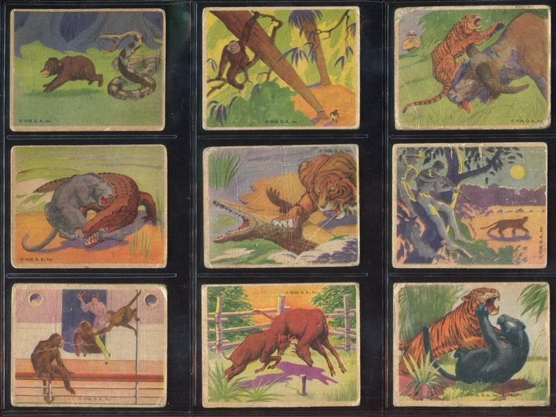 R55 Gumakers Frank Buck Near Complete Set (47/48) Cards
