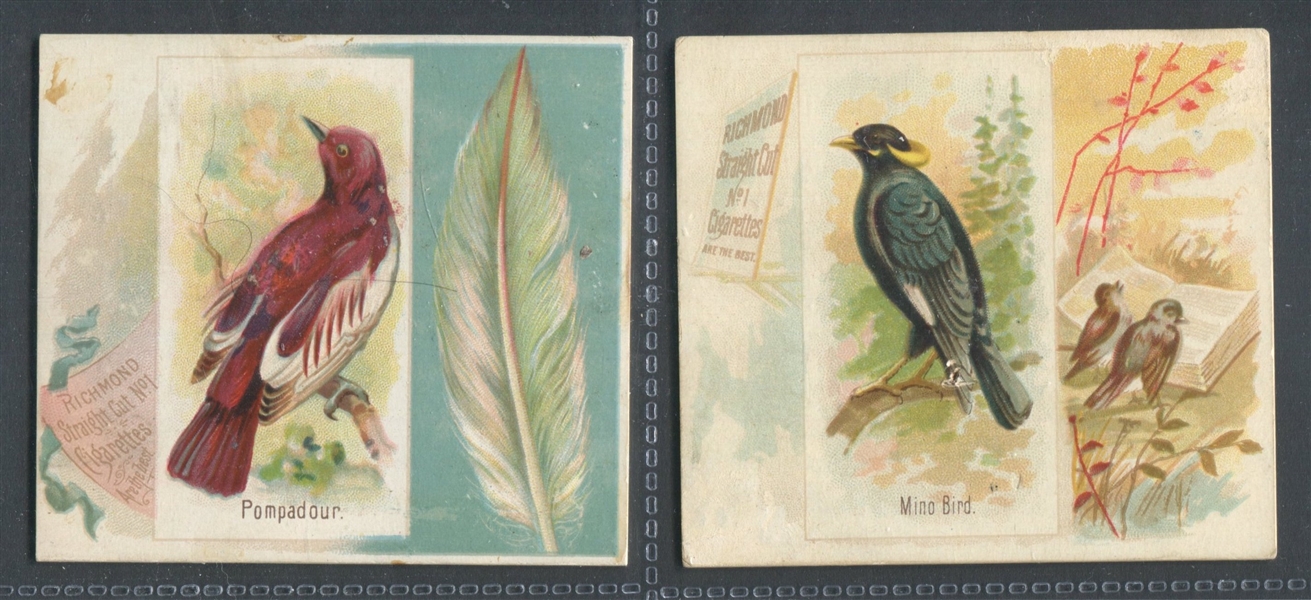 N42 Allen & Ginter Song Birds of the World Lot of (3) Cards