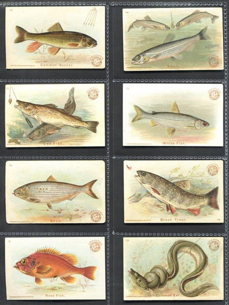 J15 Church & Dwight Fish Series Complete Set of (30) Cards