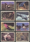 R724-2 Oak Premiere Birds Complete Set of (42) Cards