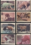 R724-6 Oak Premiere Animals Complete Set of (21) Cards