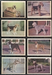 R724-4 Oak Premiere Dogs Complete Set of (42) Cards