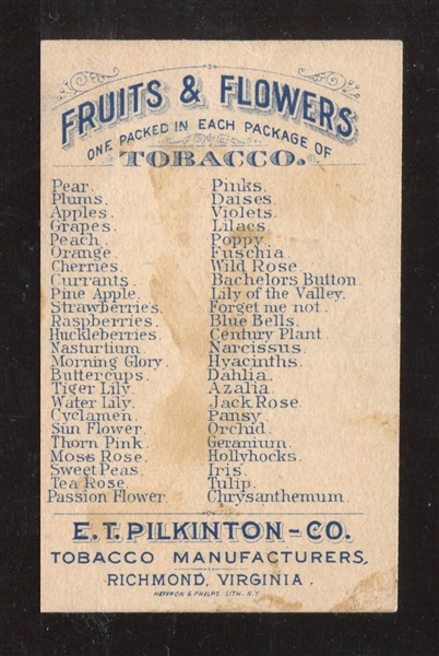 N569 E. T. Pilkington Fruits & Flowers Century Plant