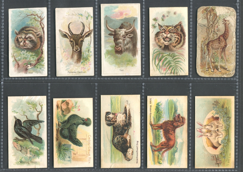 Mixed Lot of (10) E Card Animal Cards