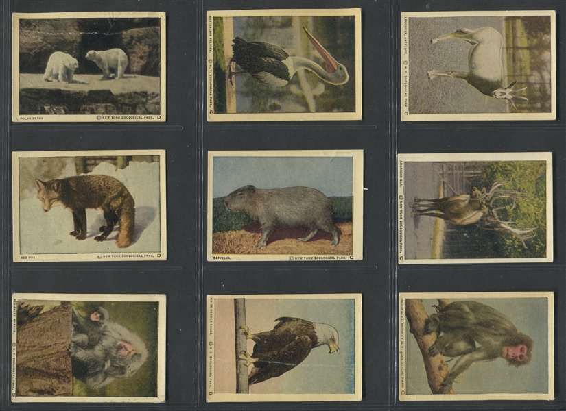 V67 Neilson's Wild Animals Lot of (32) Cards