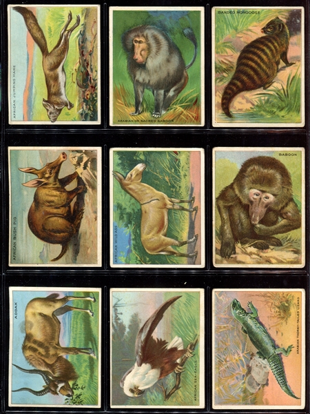 T29 Hassan/Mecca Animals Complete Set of (80) Cards