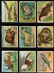 T29 Hassan/Mecca Animals Complete Set of (80) Cards