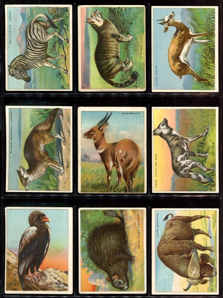 T29 Hassan/Mecca Animals Complete Set of (80) Cards