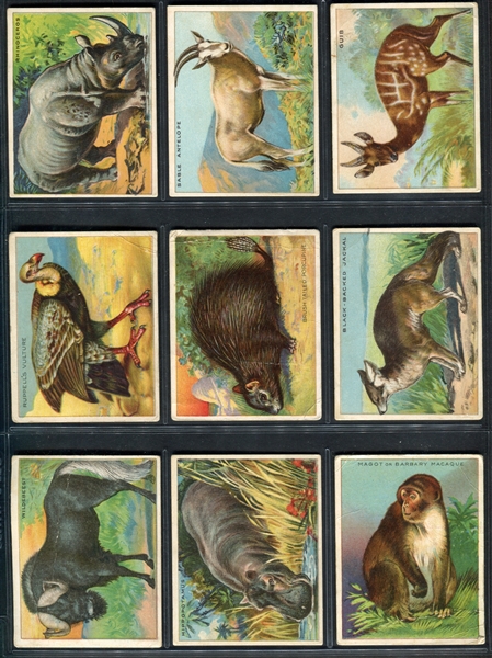 T29 Hassan Animals Lot of (11) Cards