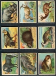 T29 Hassan Animals Lot of (11) Cards