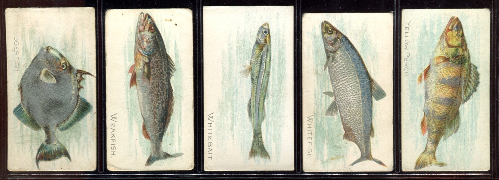 T58 Fish Series Complete Mixed-Back Set of (100) Cards