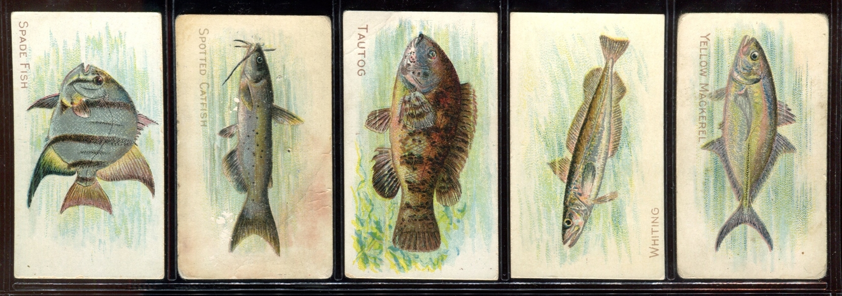 T58 Fish Series Complete Mixed-Back Set of (100) Cards