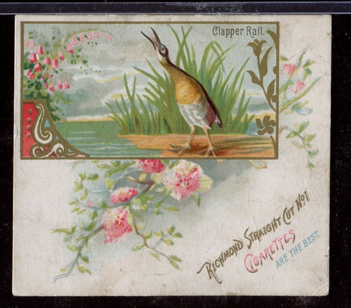 N40 Allen & Ginter Game Birds Clapper Rail Type Card