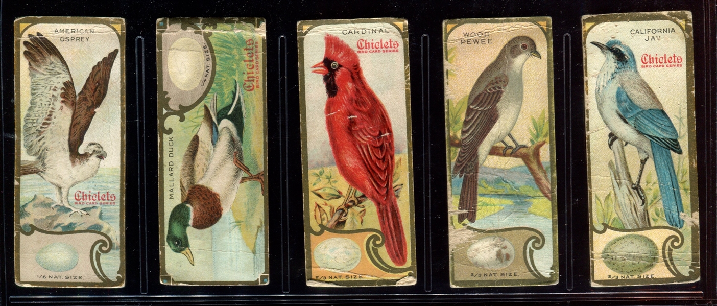 E225 Sen-Sen Chiclets Bird Studies Lot of (5) Cards