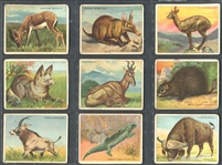 T29 Hassan Animal Series Lot of (87) Cards
